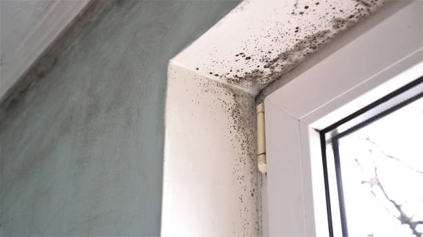 Best Black Mold Removal  in Elmont, NY