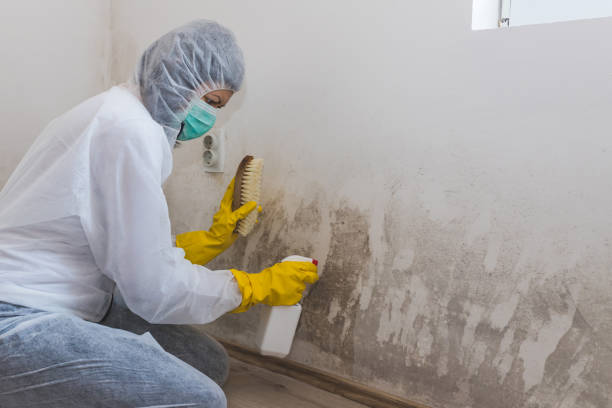 Best Mold Removal and Inspection  in Elmont, NY