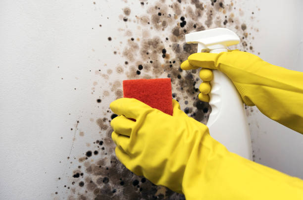 Best Black Mold Removal  in Elmont, NY