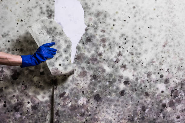 Elmont, NY Mold Removal Company
