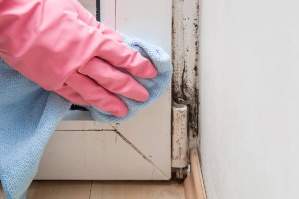 Mold Testing and Removal in Elmont, NY