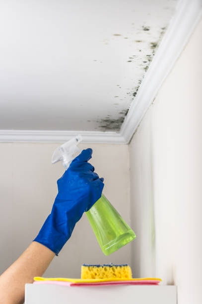 Best Certified Mold Removal  in Elmont, NY